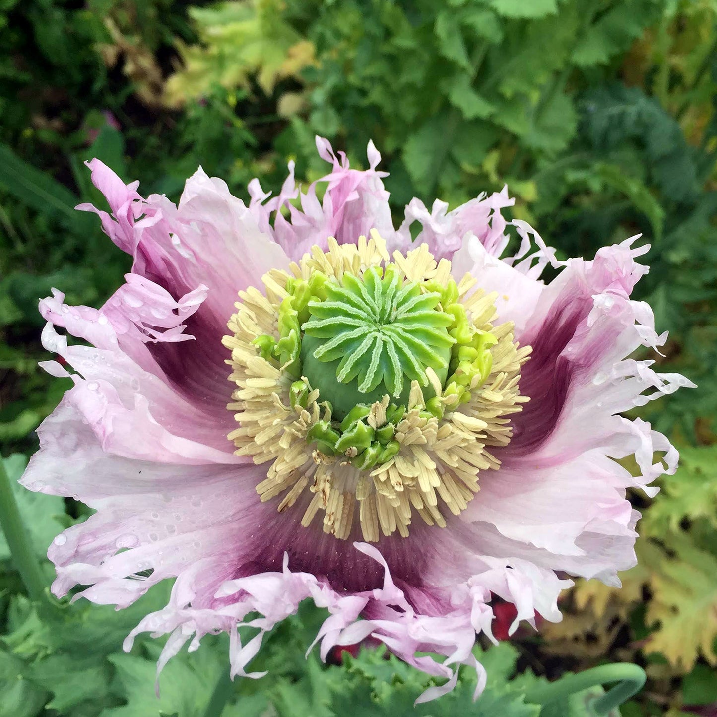 Poppy Palooza Mix