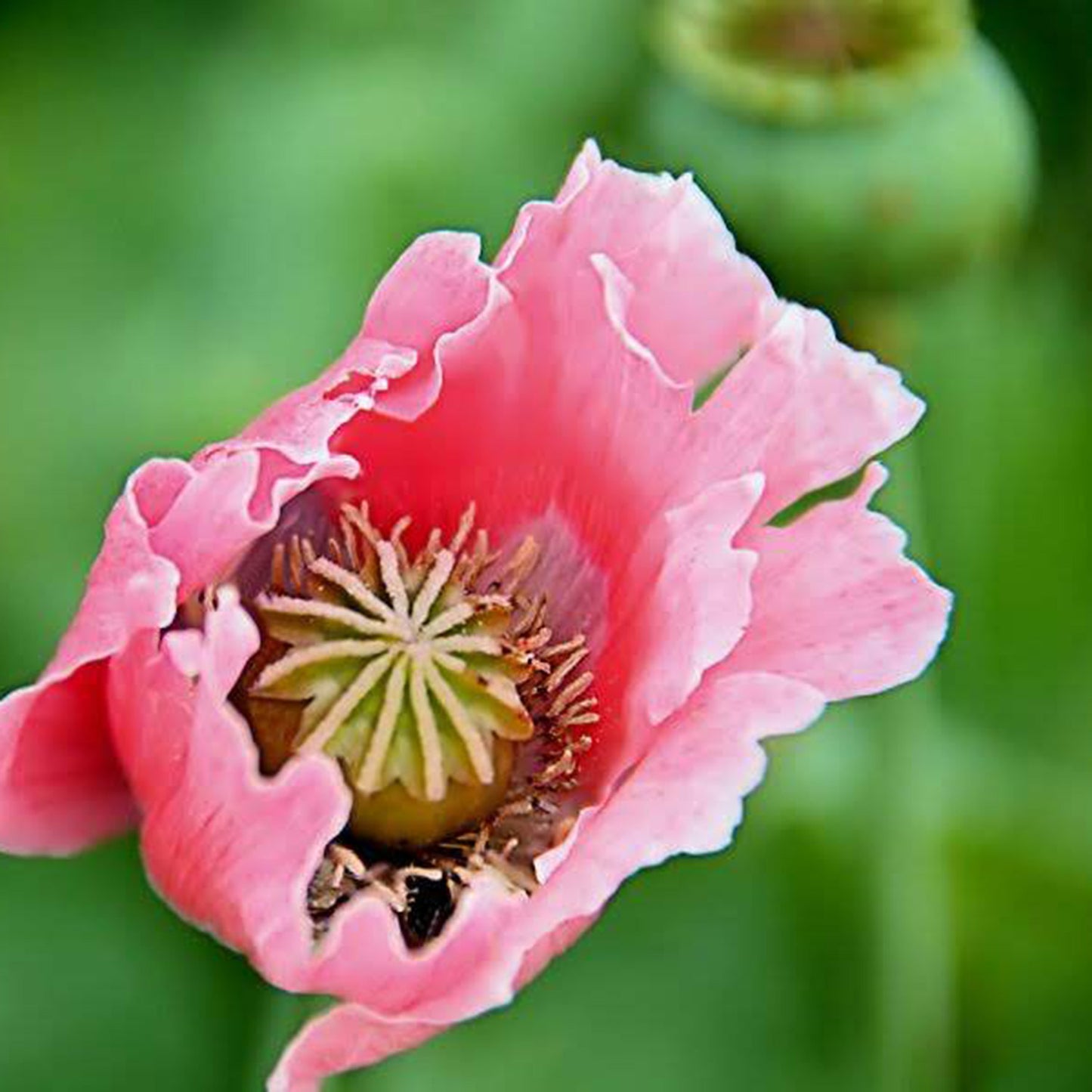 Poppy Palooza Mix