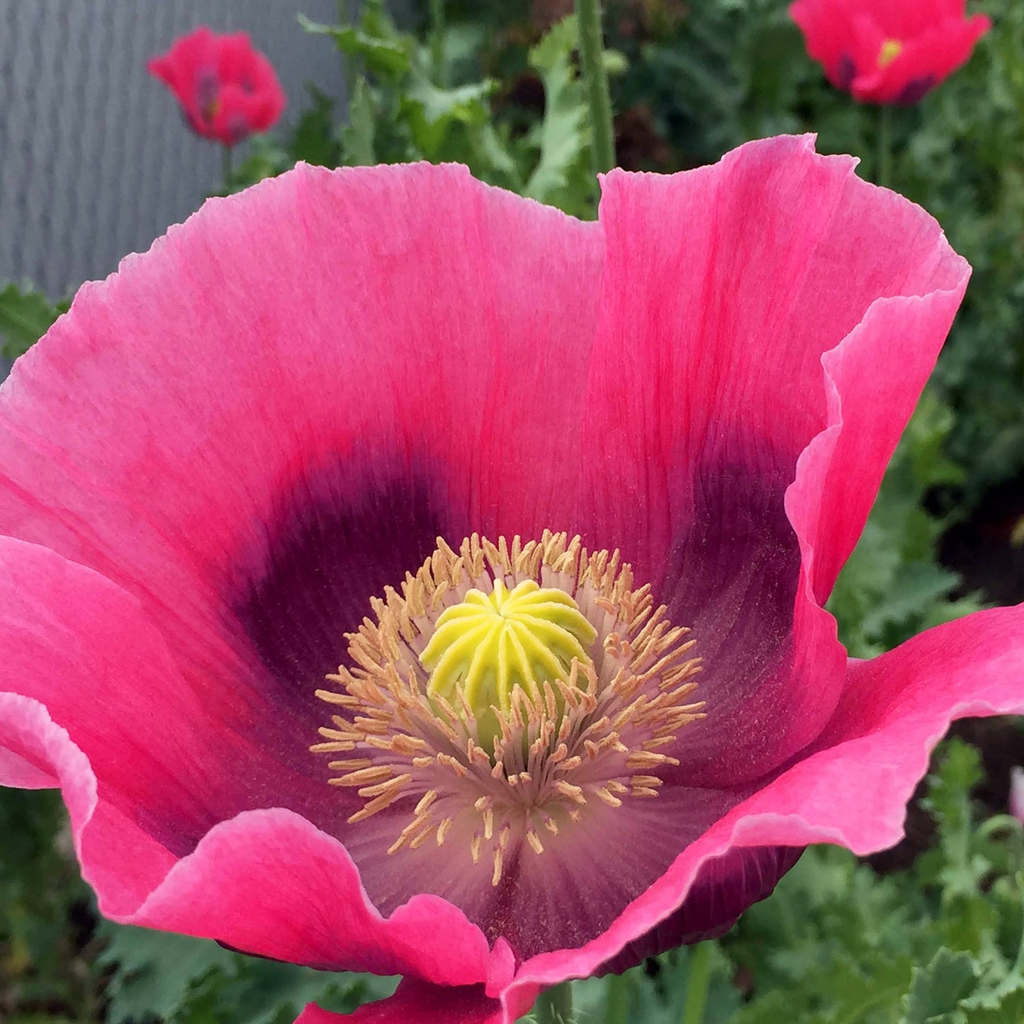Poppy Palooza Mix