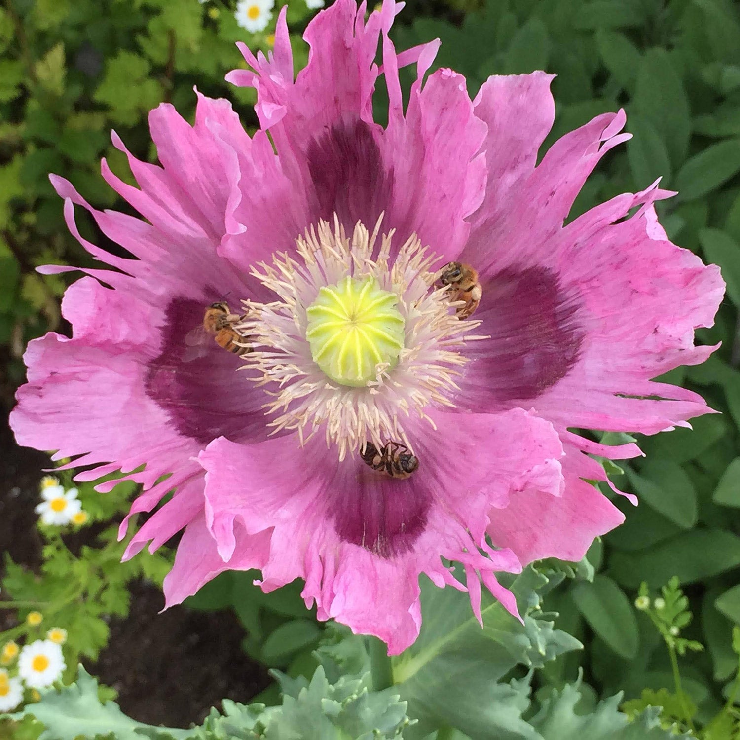 lavender poppy seeds Poppy Paradise Mix – Optimum Poppy Seed Company
