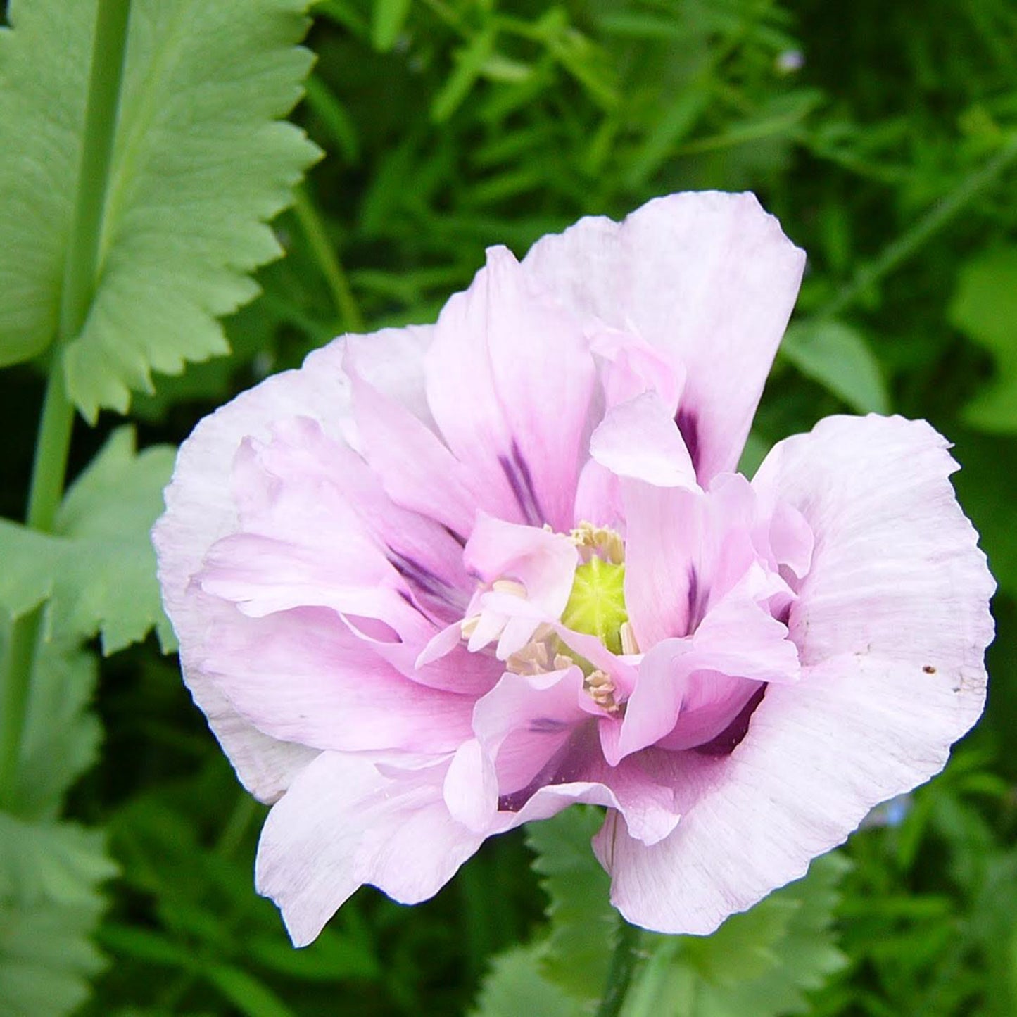 Poppy Palooza Mix