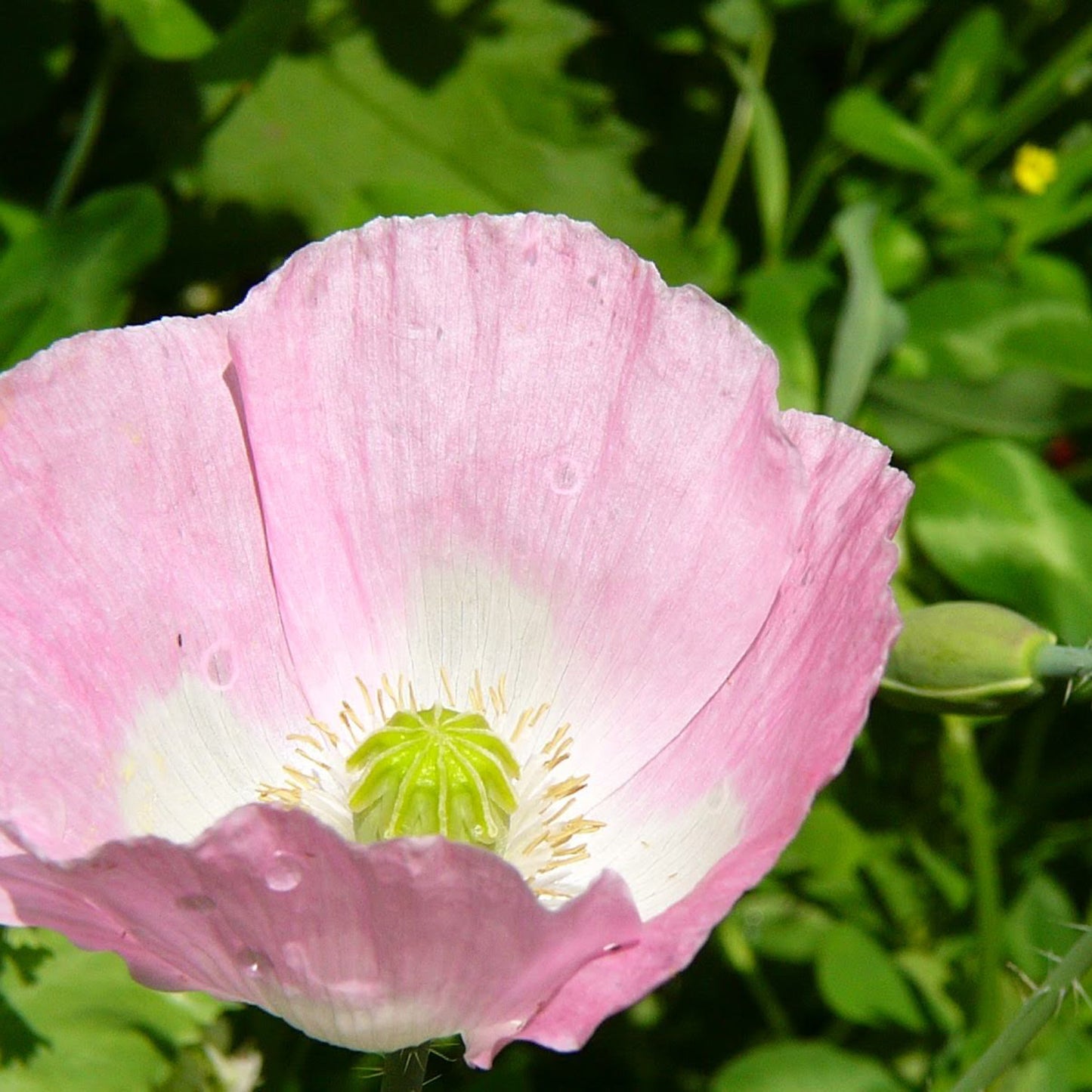 Poppy Love Potion Mix
