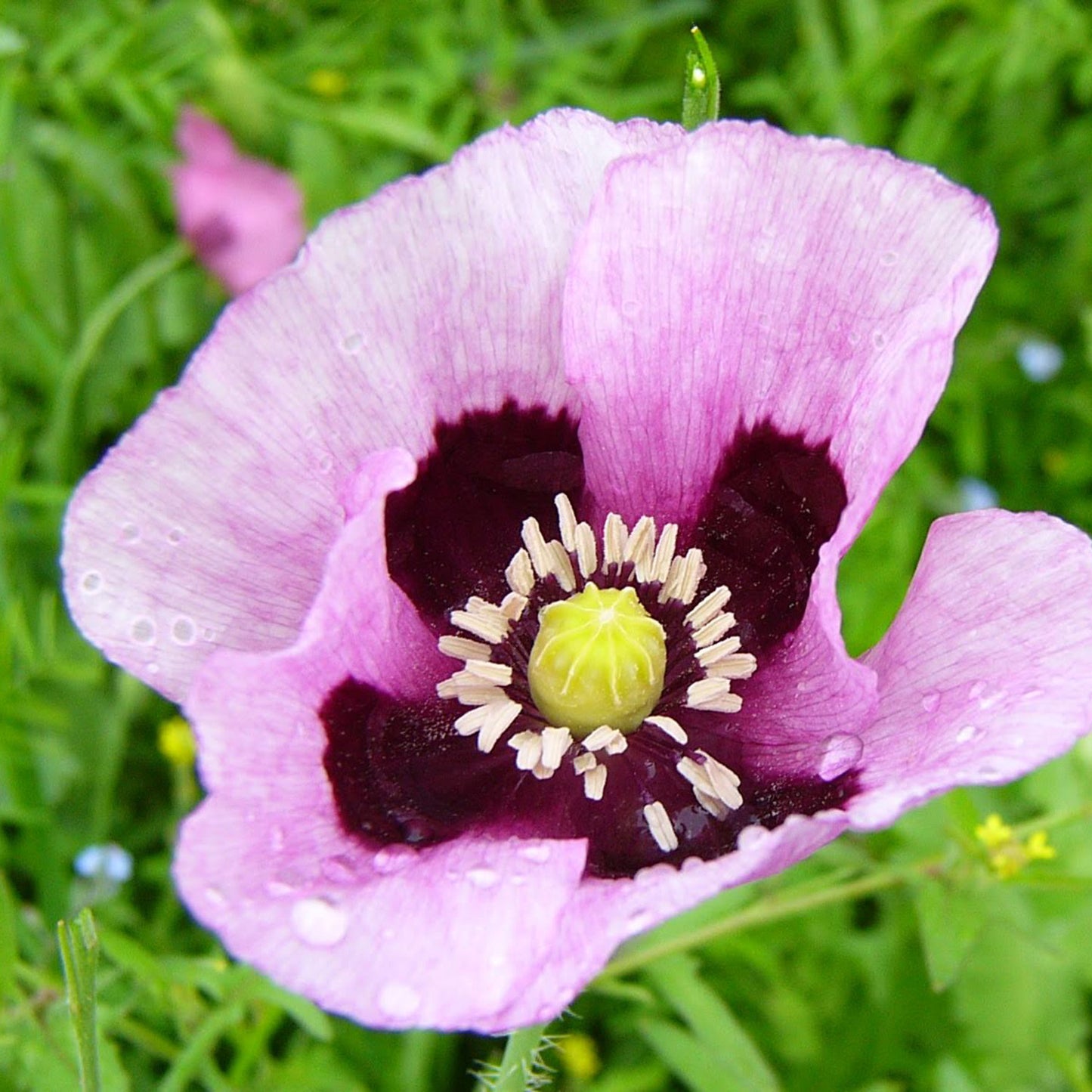 Poppy Love Potion Mix