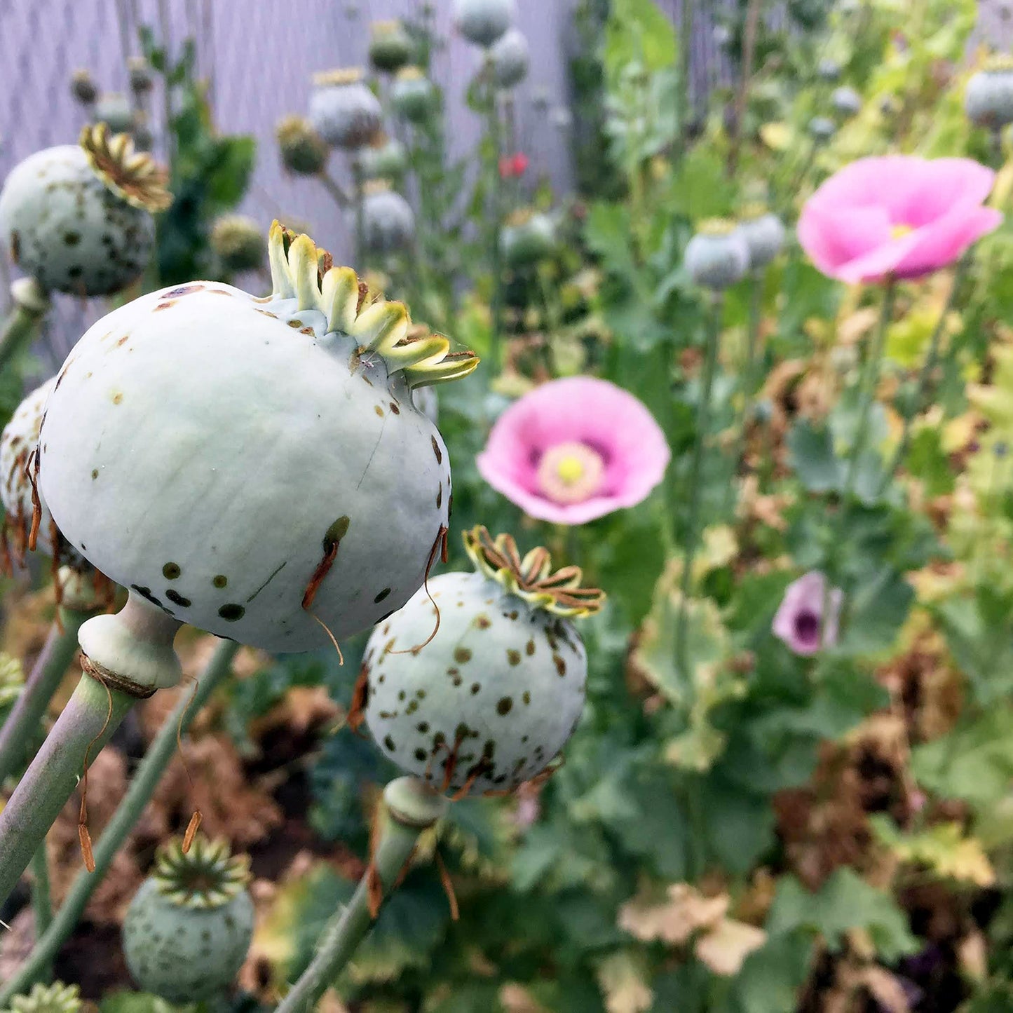 Poppy Power Pack