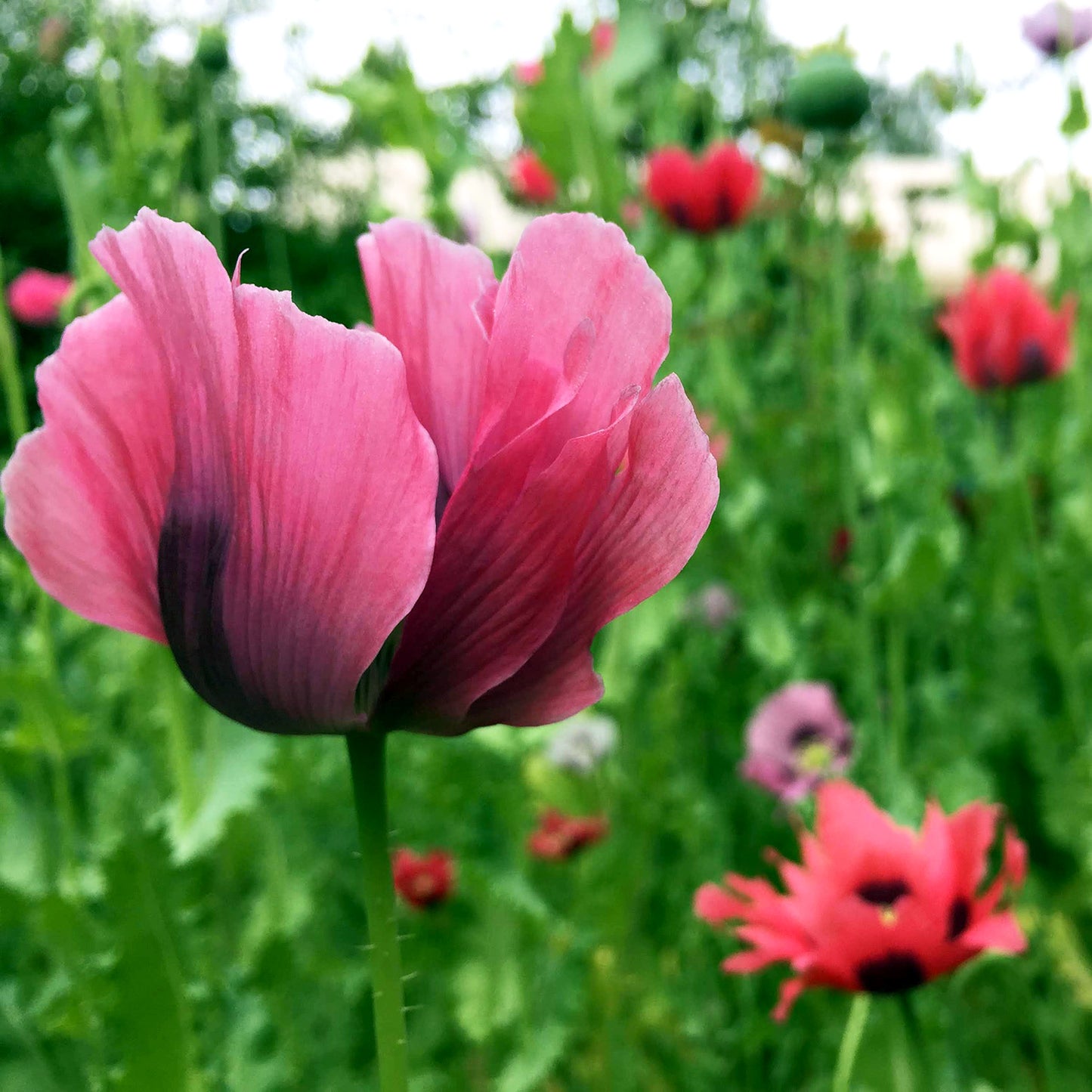 Poppy Love Potion Mix