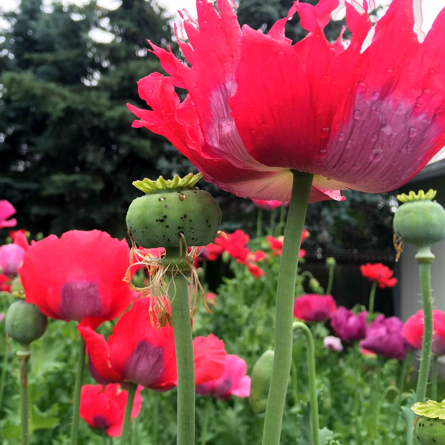 Poppy Palooza Mix
