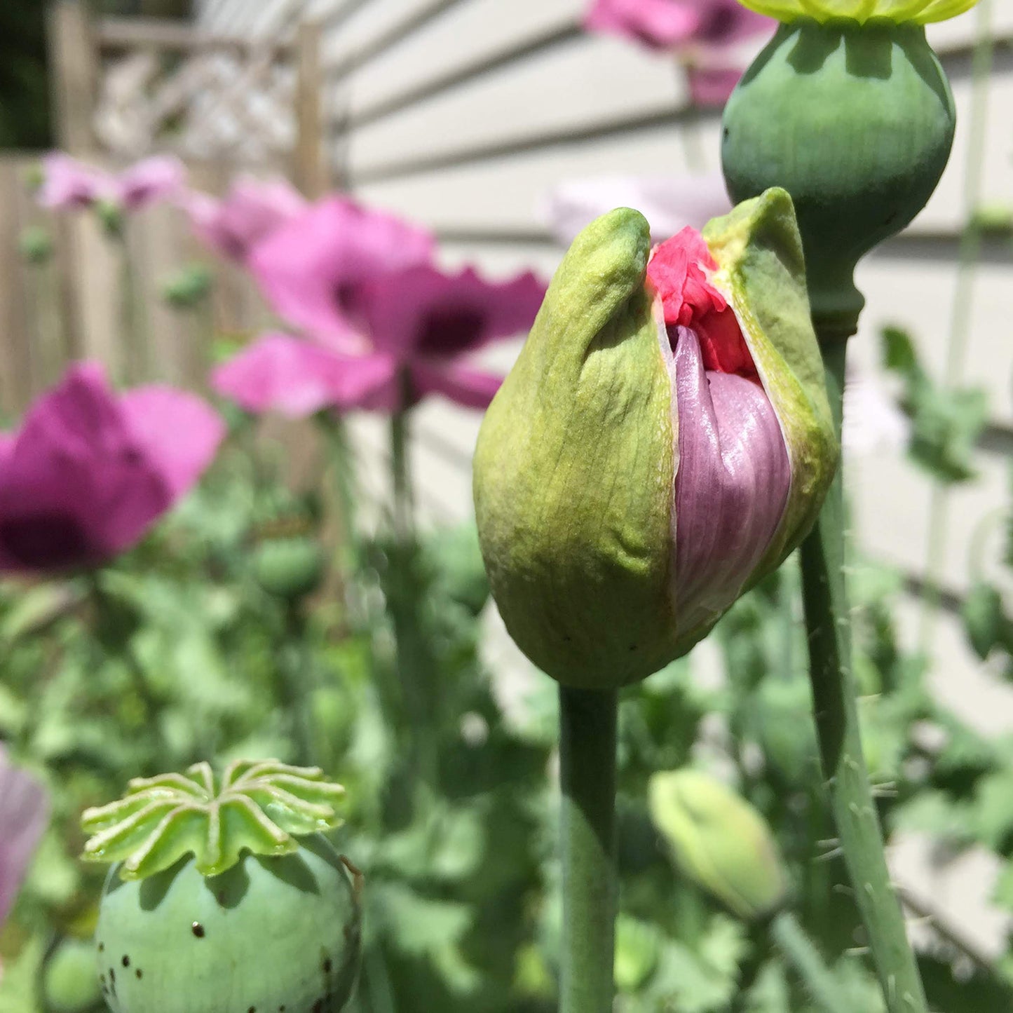 Poppy Paradise Mix