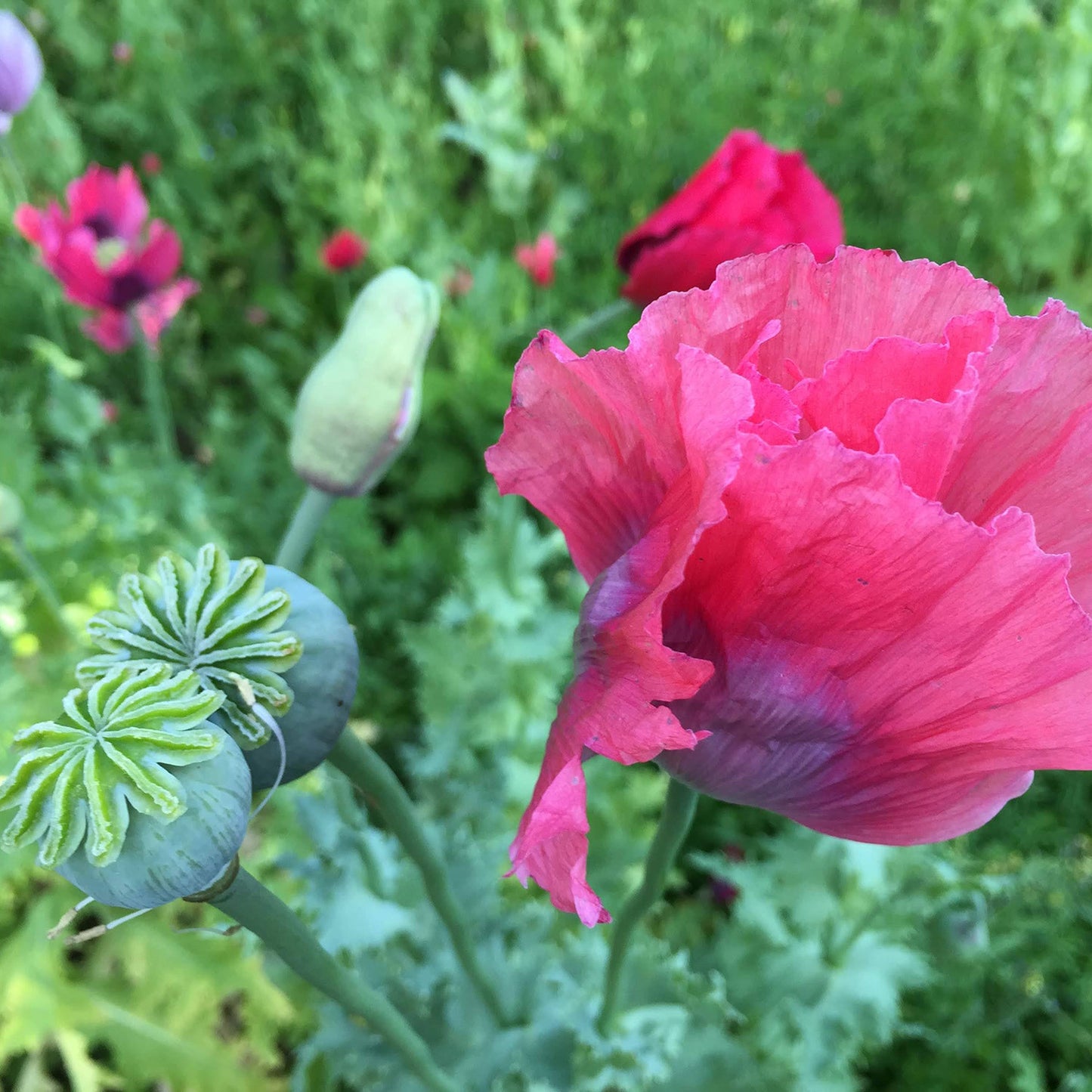 Poppy Love Potion Mix