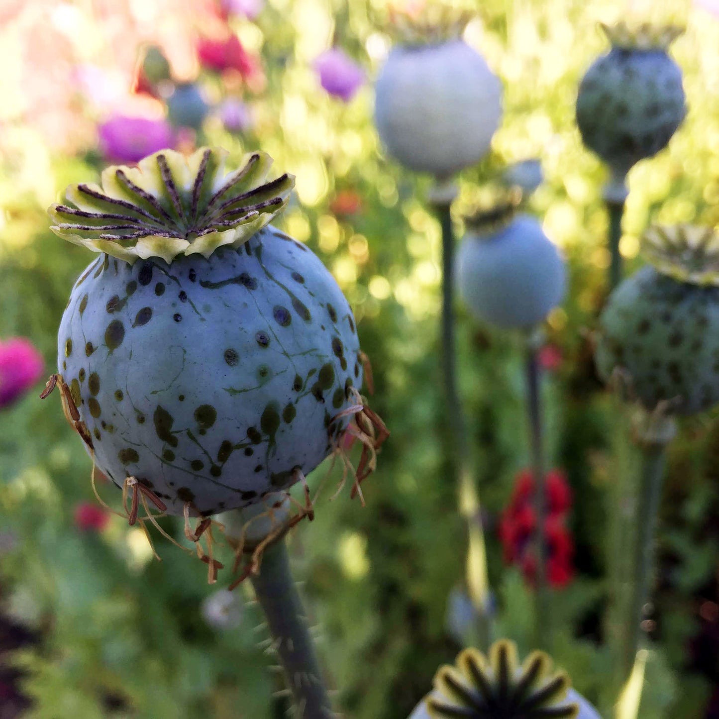 Poppy Palooza Mix