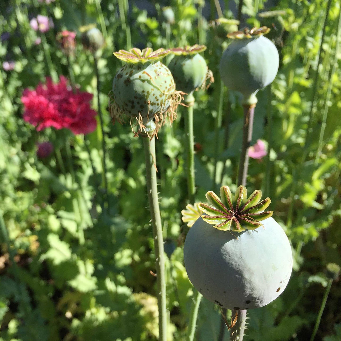Poppy Paradise Mix