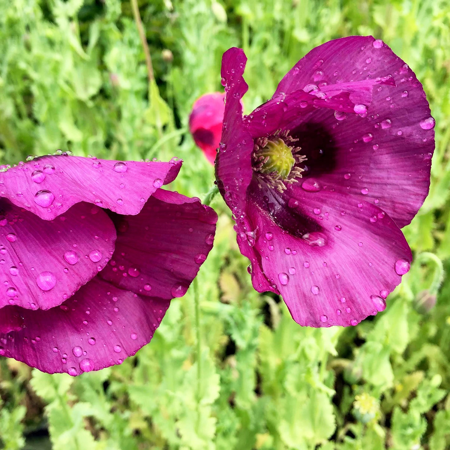 Poppy Power Pack