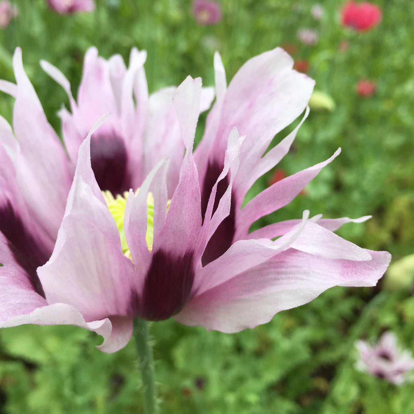 Poppy Power Pack