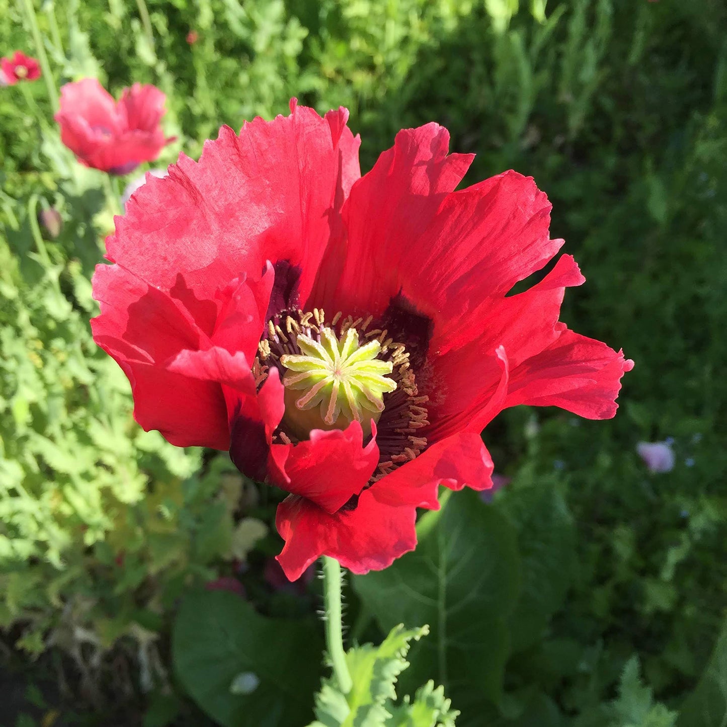Poppy Power Pack