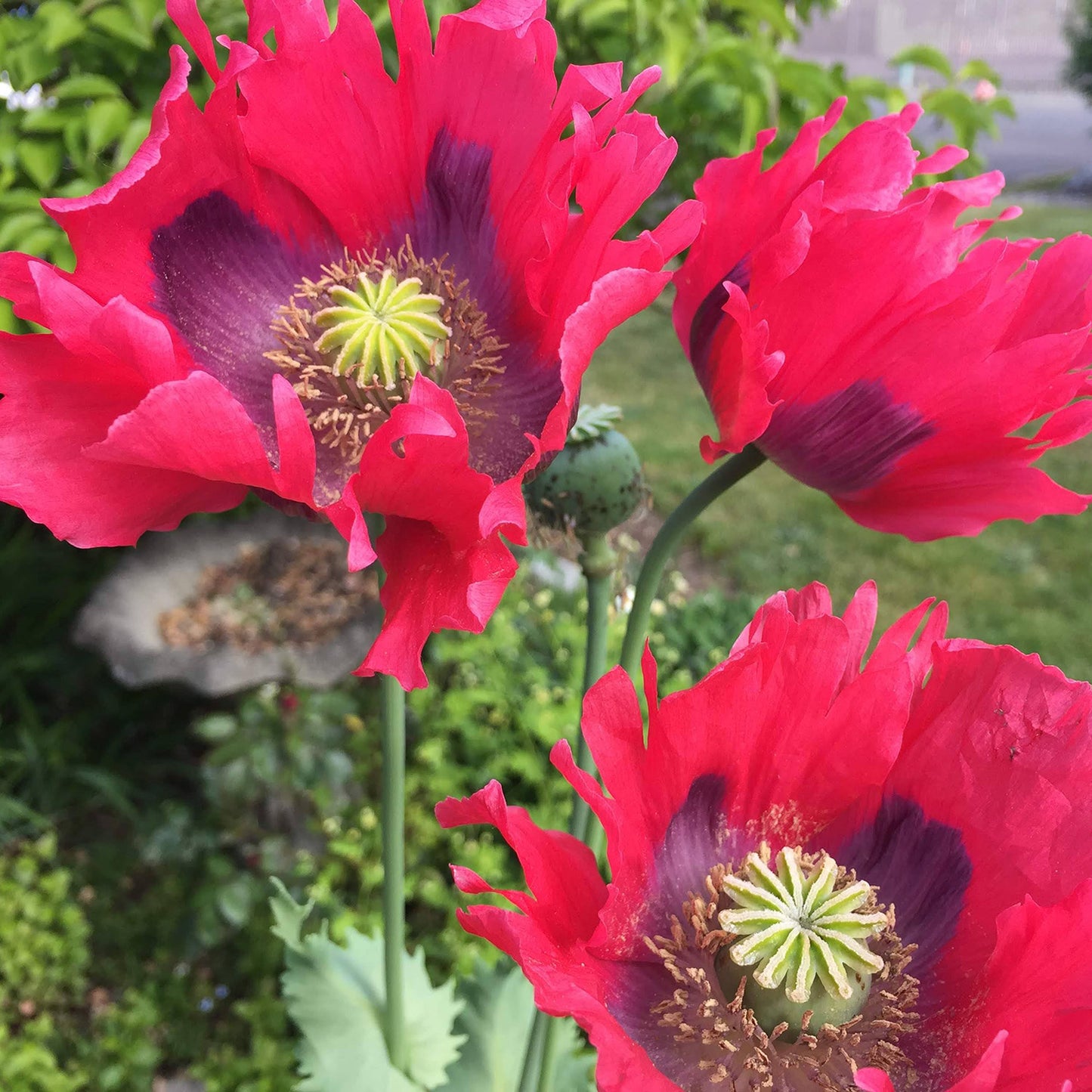 Poppy Paradise Mix