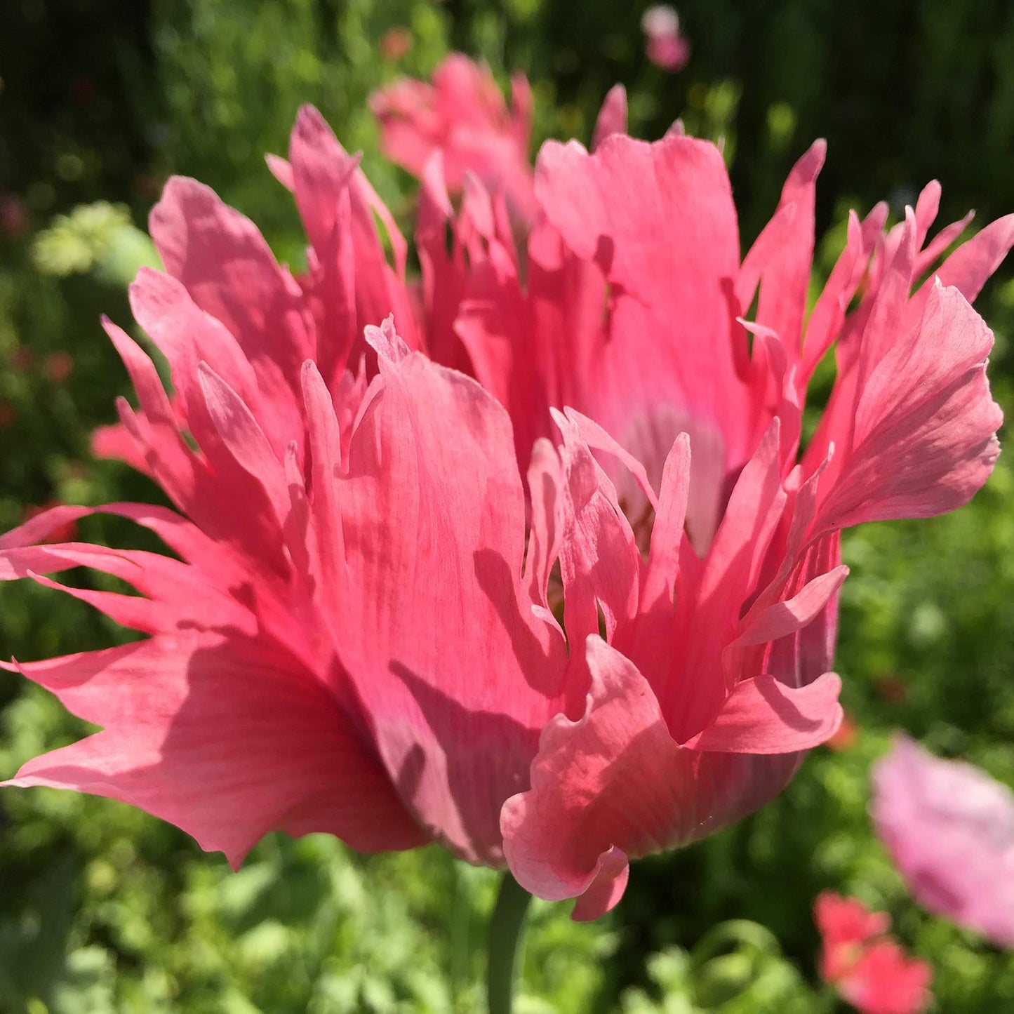 Poppy Love Potion Mix