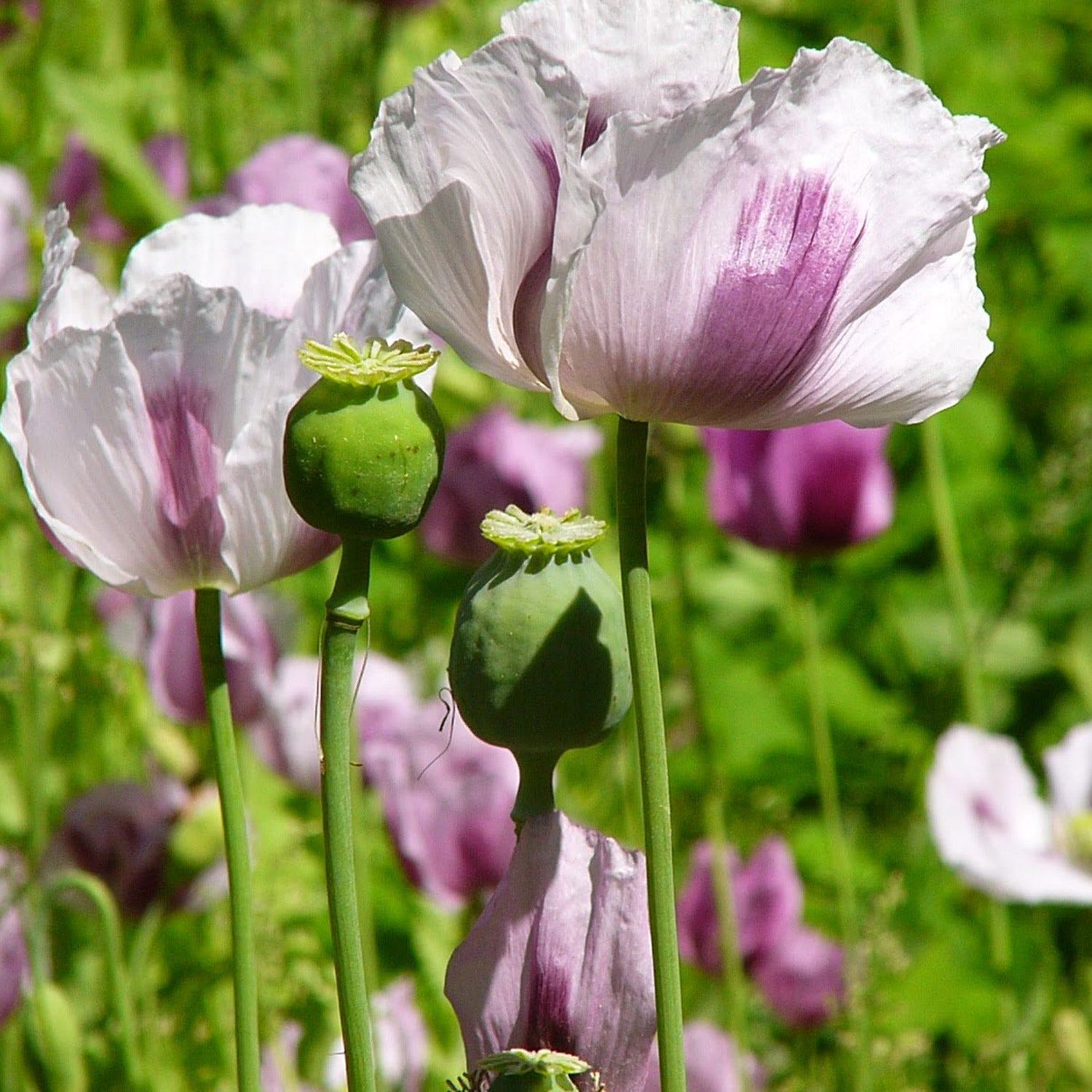 white poppy seeds for planting White Poppy Seeds