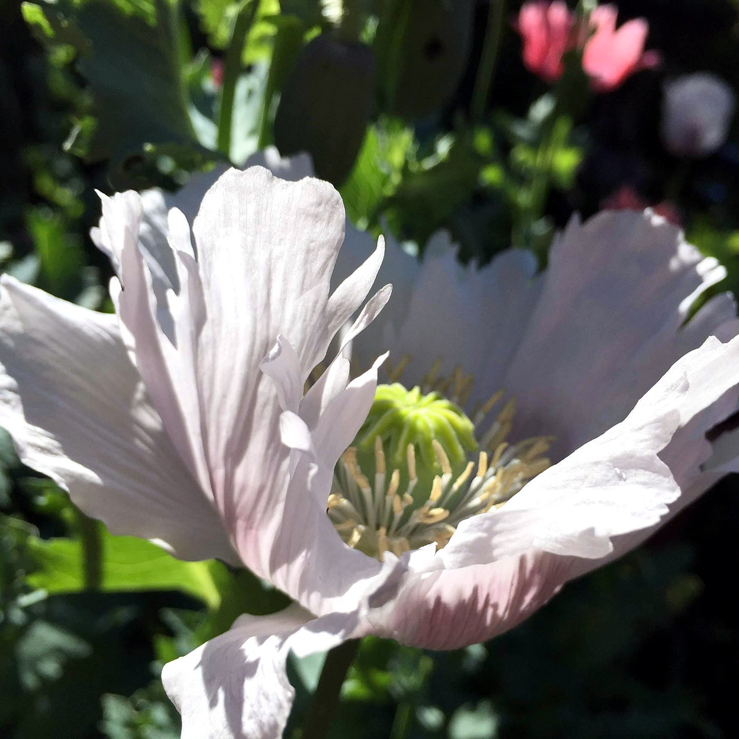 White Poppy Seeds - 2 tsp