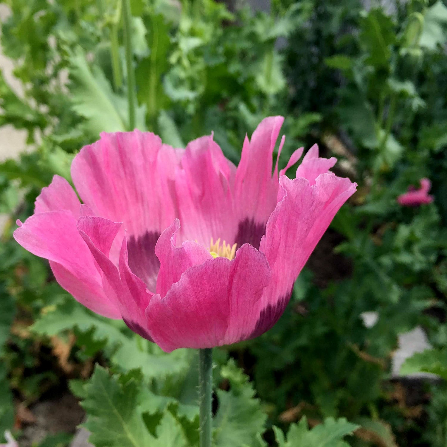 Poppy Power Pack β Optimum Poppy Seed Company
