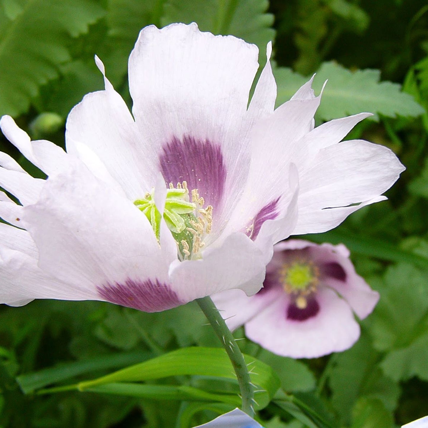 White Poppy Seeds - 1/2 tsp