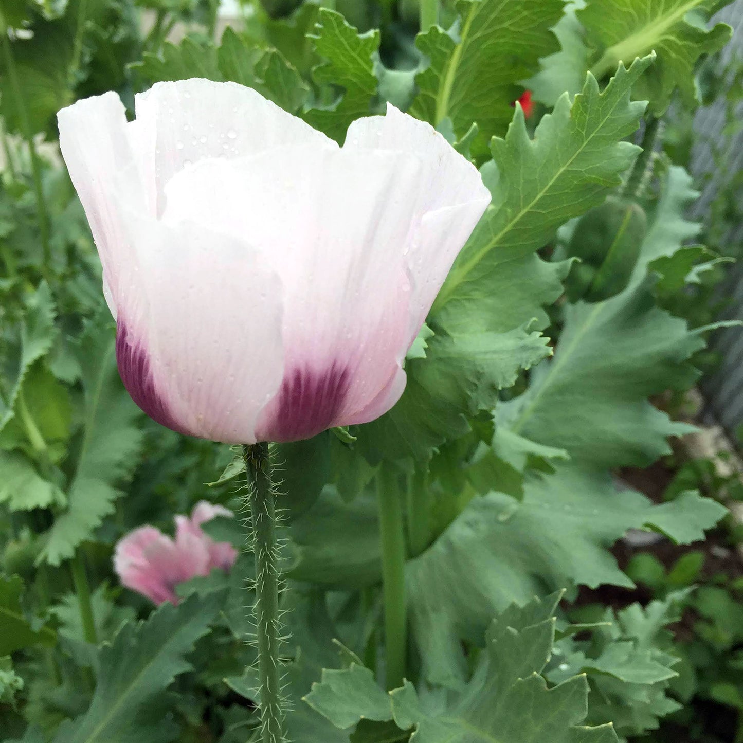 White Poppy Seeds - 1/2 tsp